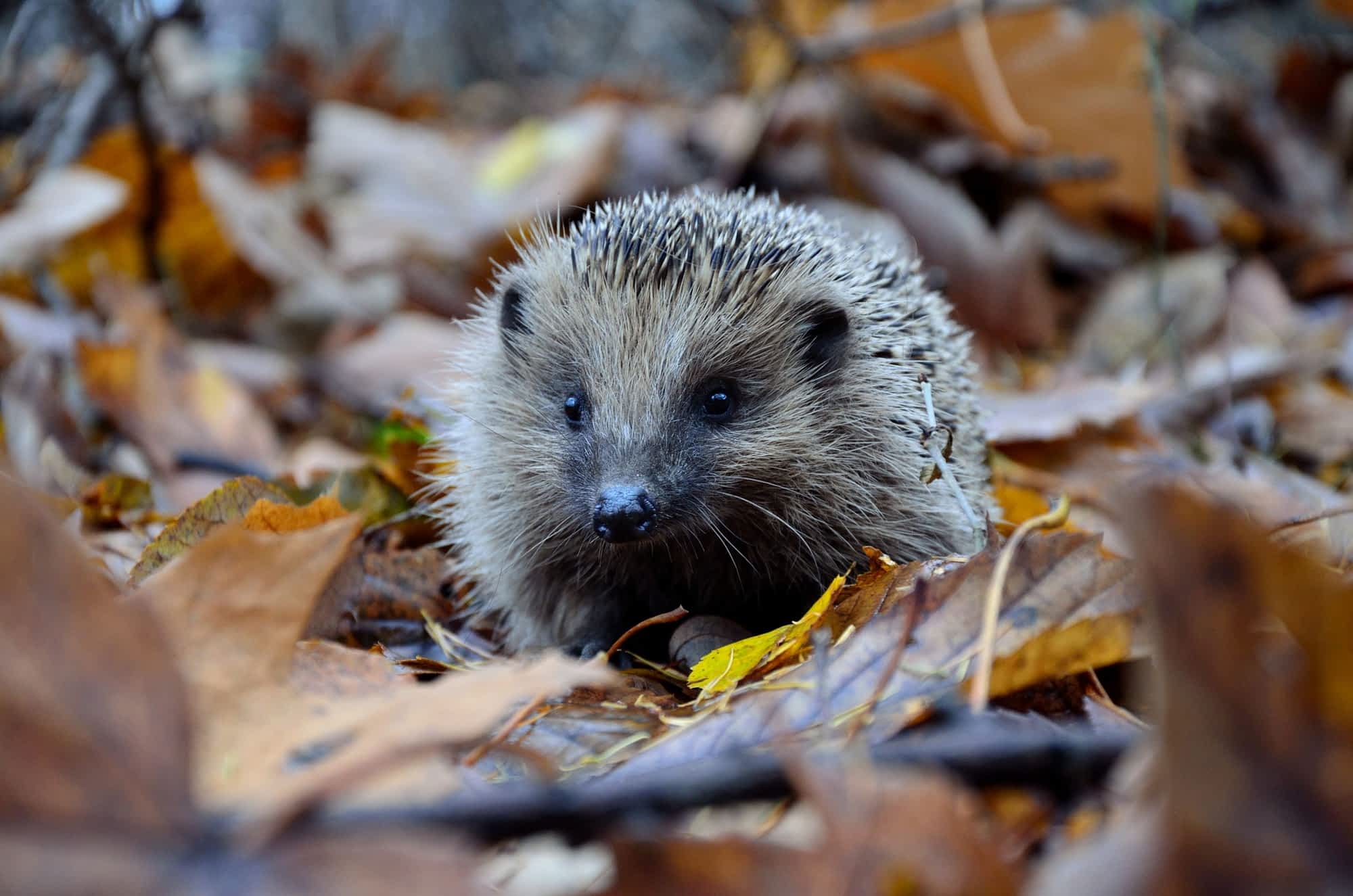Quiz sur les noms d'animaux en anglais avec réponses.